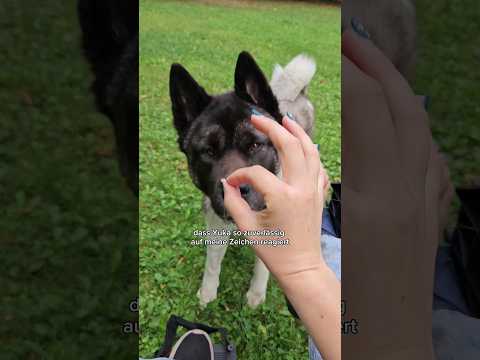 Kleiner Schock heute 😵‍💫 #tauberhund #hunde #akita #lebenmithund #hundetraining #shorts