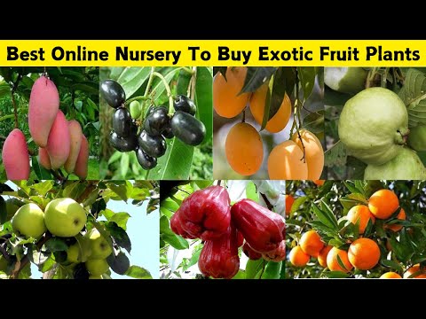 घर बैठे इस नर्सरी से मिलेगे सबसे बढ़िया विदेशी फलो के पौधे 🤩 Best Online Fruit Plant Seller 💯