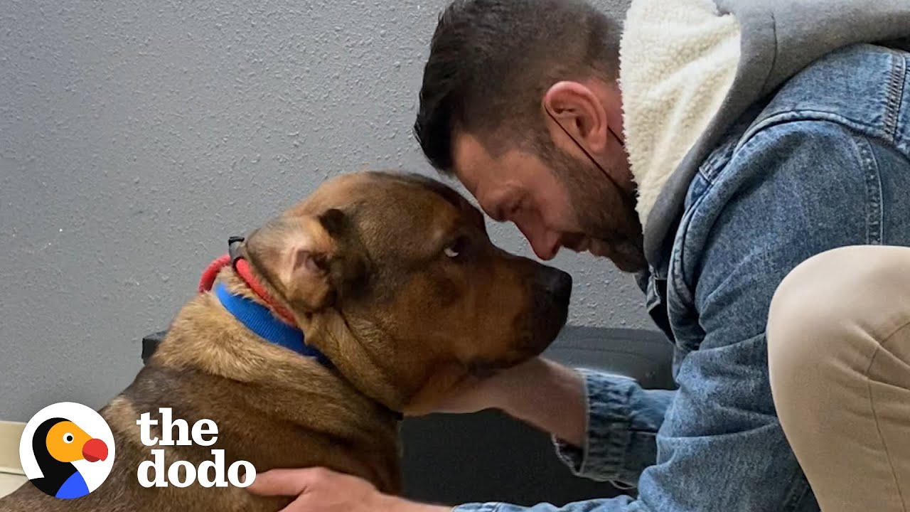 Guy Promises He's Not Going To Keep His Foster Dog. Foster Diaries