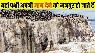 पक्षी अपनी जान देने को मजबूर हो जाते हैं #facts #factsinhindi #factopedia
