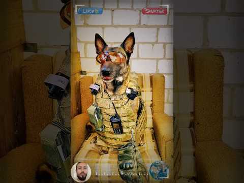 The Extraordinary Talent of K9 Belgian Malinois! Get Ready to Be Amazed! 🐕🌟
