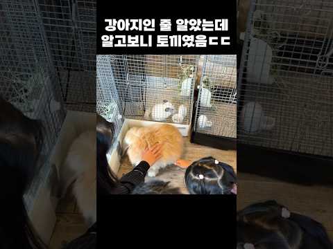 사장님! 여기 강아지가 토끼 탈을 쓰고 있어요!