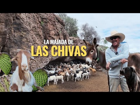 "PARA LOS CHIVEROS NO HAY DOMINGOS AQUI SE TRABAJA TODOS LOS DIAS"