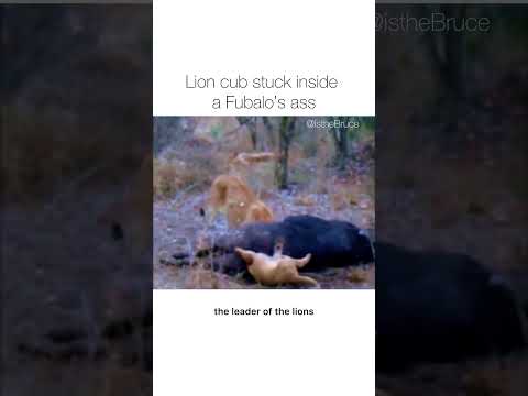 Lion stuck inside fubalo