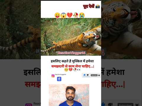 इसलिए कहते हैं मुश्किल परिस्थिति में दिमाग का उपयोग करना चाहिए 😱🥀😭 MOTIVATIONAL#Shorts#trend##viral