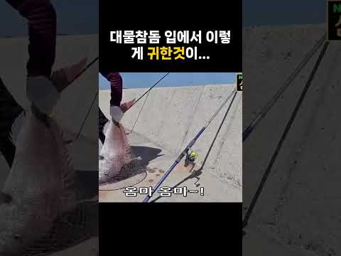 잡아올린 참돔 입에서...니가거기서왜나와~ #fishing #추자도# #낚시#참돔