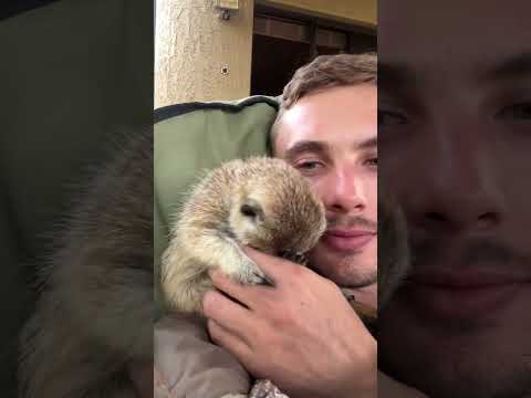 a VERY SHY Meerkat! ๐ฅฐ๐ #cuteanimals #funnyanimals #farmlife #animallover #animal