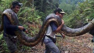 Petualangan Melintasi Hutan Bersama LION HASH...#lionhash #hash #hiking #hikingadventures #beratagi
