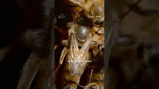 Being bee royalty is a full-time job #SecretsOfTheBees