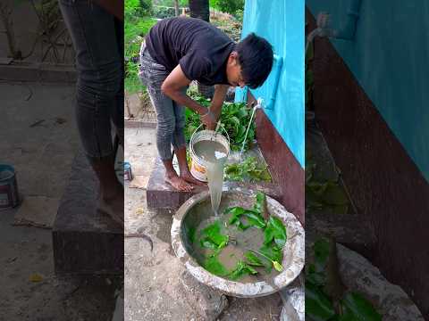 mini pond main naye plant ke sath machli daldiya🐟😳(661) hindi fishing video #fishing