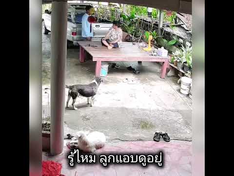 แอบมองเธออยู่นะจ๊ะ #viralvideo #น่ารัก #funny