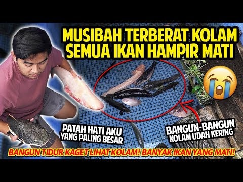 PATAH HATI! MUSIBAH TERBERAT KOLAM! BANYAK IKAN MATI KARENA AIR KOLAM YANG TIBA-TIBA SURUT! SEDIH!