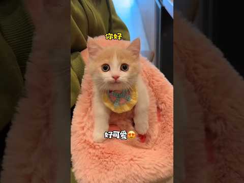 Luna anak kucing yang pintar #shorts #kucing