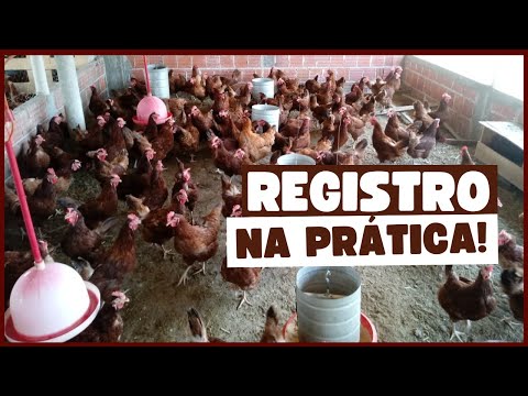 REGISTRO NA PRÁTICA! E-BOOK GRATUITO: AVICULTURA CAIPIRA