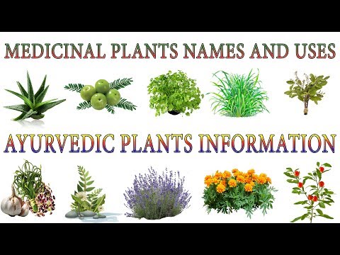 Medicinal Plants And Their Uses | 20 Ayurvedic Plants Names | Medicinal Herbs You Can Grow