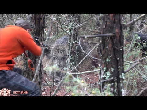 Huğlu Ovis ile Bilecik yaban domuzu avı / Wildboar hunting #okaysahin #hugluovis #wildboarhunt