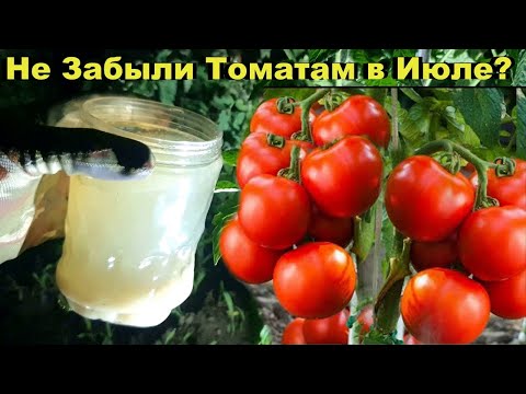 Почему ваши помидоры и перцы не растут? Проверьте эту подкормку!