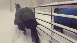 Horses regret going outside in the snow