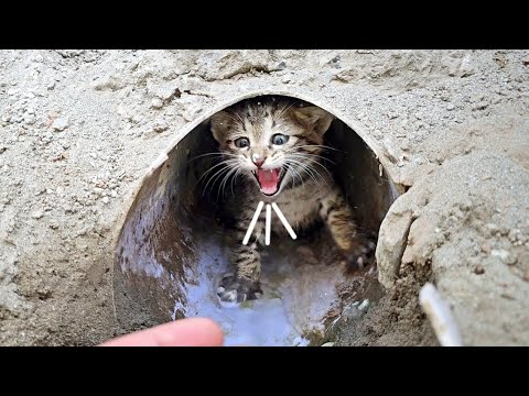 Stray kittens' home was flooded. They don't let me get close to them.