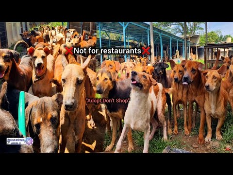 Most Heartwarming Rescues of Stray Dogs (Part 2)