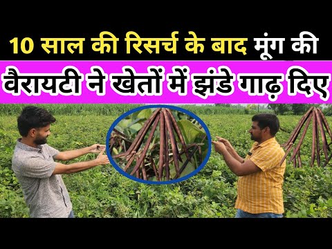 10 साल की रिसर्च के बाद मूंग की वैरायटी ने खेतों में झंडे गाढ़ दिए ॥ मूंग की खेती कैसे करें