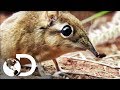 Sengi Behavior and Adaptations