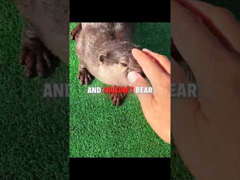 Cute Otter Gets Suprised By The Pool! ๐๐ฆฆ