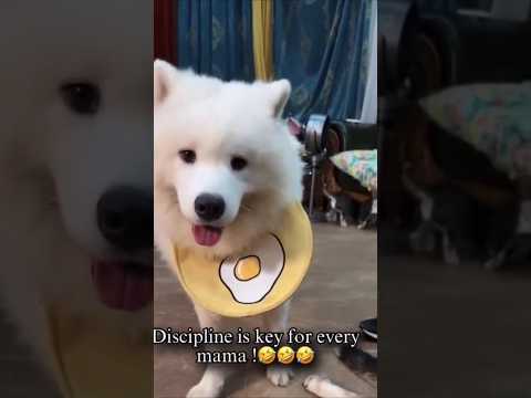 The way she discipline her babies 🤣