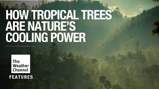 How Planting Trees in the Tropics Could Help Cool the Planet