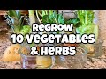 Regrowing Vegetables and Herbs