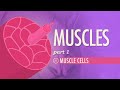 Muscle Tissue and Contraction Concepts