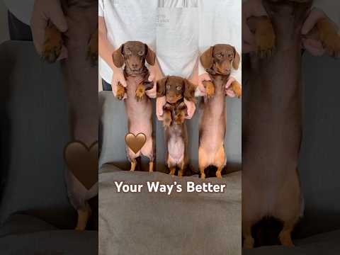 Your Way’s Better #minidachshund #dance #puppy #dachshund #dachshundpuppy #cutepuppy #cutedogs #dog
