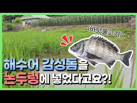 틸라피아? 감생이? 양식을 시작합니다 [은별 둠벙 12]
