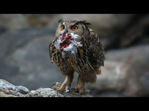 절 주변에 비둘기가 사라진 이유 👉그저 수리부엉이 ❮2❯