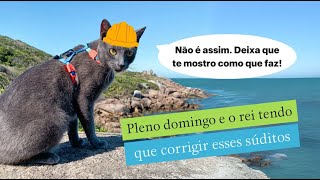 Pleno domingo e o rei tendo que corrigir esses súditos 😡#gatos #gatosengraçados #trigatos #gatocinza