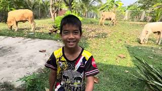เล่นกับลูกวัว