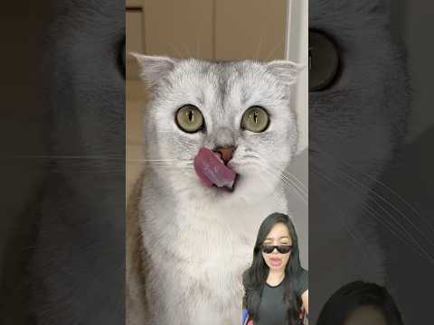 MAKANYA JADI MEONG GAK BOLEH RAKUS 😬✌️‼️#cat #pets #comedy #shortvideo