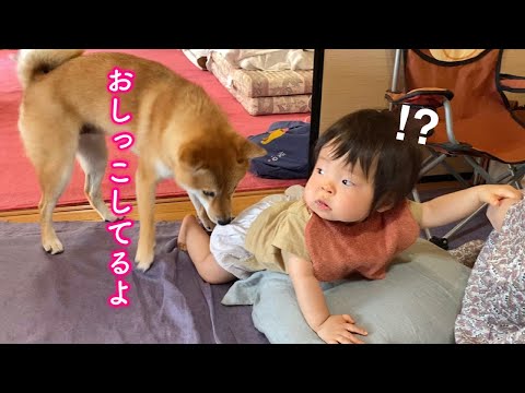 赤ちゃんのおしっこを必死に知らせてくれる柴犬が可愛すぎる！