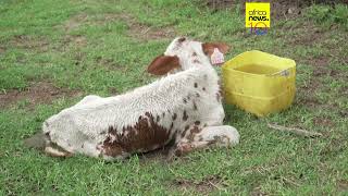 YouTube video thumbnail:  Foot-and-Mouth Disease Spreads to Namibia’s Zambezi Region 