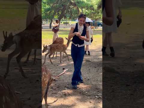 【外国人の反応】奈良の鹿を見て笑顔が溢れる外国人観光客🦌Nara Park