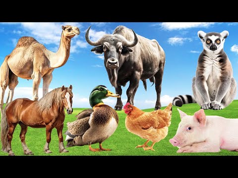 Cute Animal Moments - Camel, Panda, Horse, Shelduck, Lemurs, Pig - Funny Animal Sounds