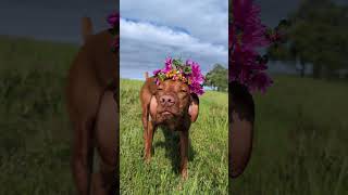 MENDO WAS A FAIRY #funny #mendo #pet #dog #memes