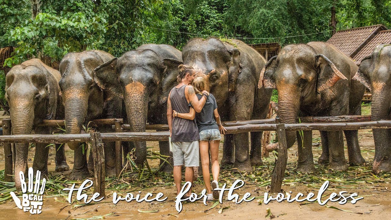 For The Love Of Elephants, Please Boho Diaries Ep. 11 Elephant Haven Thailand