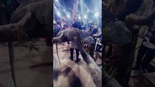 Iguana Enjoying Sleep in a huge crowd #shorts