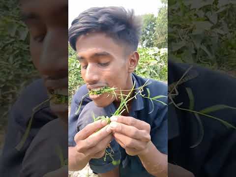 Eats Samal instead of chocolate #survival #bushcraft #outdoors #camping #lifehacks #bamboo #skills