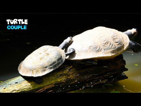 Magnificent Turtle Couple