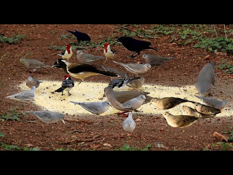 LINDOS REGISTROS E MUITAS CANTORIAS DE AVES DEPOIS DAS TROVOADAS