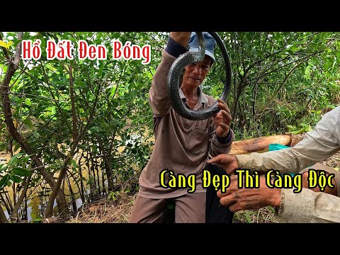 Con Hổ Đất Đen Bóng Lẫn Trốn Trong Hang Nẻ Để Chờ Ngày Ra Lột Da Thì Bị Mười Thương Thu Phục | MTSB