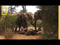 Elephant Behavior and Emotions