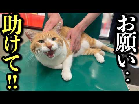 聞いてないよ！急きょ動物病院に連れてかれる猫